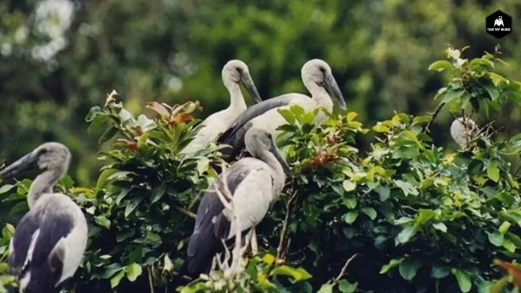 Pakshipathalam Bird Sanctuary