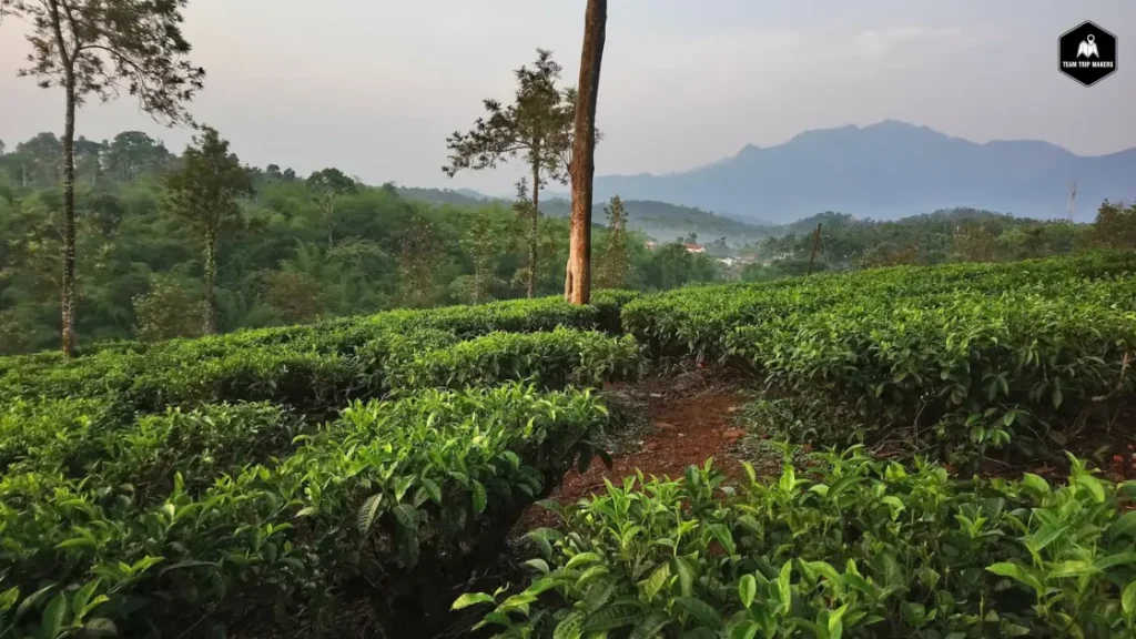 rippon tea factory