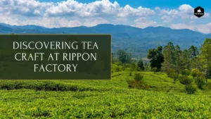 rippon tea factory
