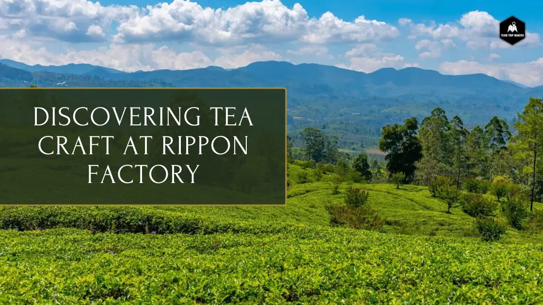 rippon tea factory