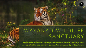 Lush greenery and misty hills of Wayanad Wildlife Sanctuary, highlighting Kerala's diverse flora and fauna.