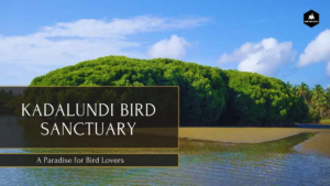 Scenic view of Kadalundi Bird Sanctuary featuring lush green mangroves, calm backwaters, and a variety of birds perched on branches and wading in the water.